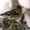 Brambling